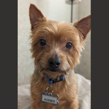 Kusner -  Yorkshire Terrier Dog for Adoption in Wake Forest, North Carolina - Kusner | PetCurious