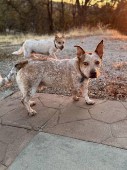 Rescue Australian Cattle Dog Blue Heeler and Corgi Dogs for Adoption in Coarsegold, California - Fred | PetCurious