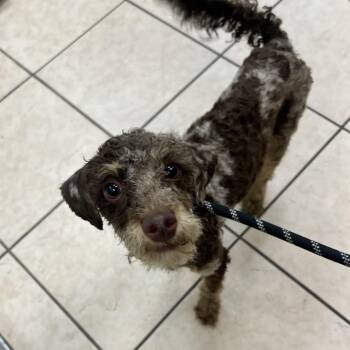 Macho -  Poodle Dog for Adoption in Birmingham, Alabama - Macho | PetCurious