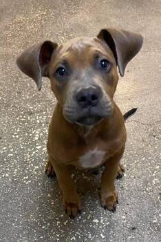 Texas Star -  Mixed Breed Dog for Adoption in Ocala, Florida - Texas Star | PetCurious