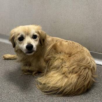 Howie -  Chihuahua Dog for Adoption in Des Moines, Iowa - Howie | PetCurious