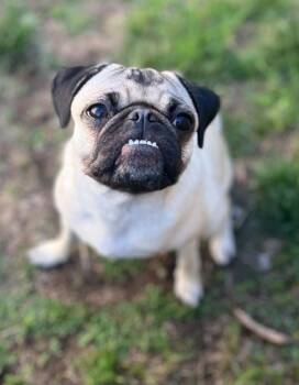 Pug Dogs Available for Adoption in Pelham, Massachusetts - Olive | PetCurious