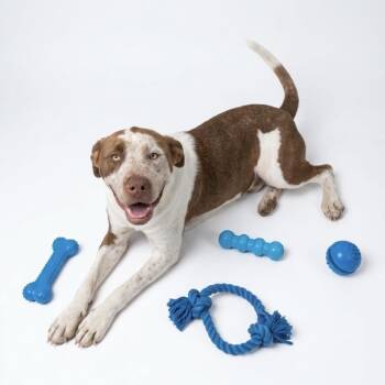 Archer -  American Staffordshire Terrier Dog for Adoption in Seguin, Texas - Archer | PetCurious