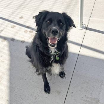 Shadow -  Mixed Breed Dog for Adoption in Hailey, Idaho - Shadow | PetCurious