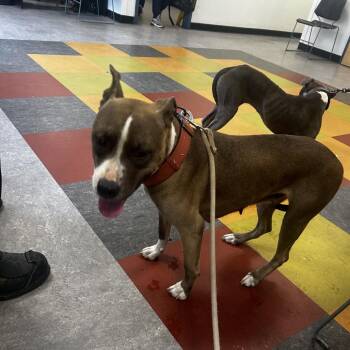 Deema -  Mixed Breed Dog for Adoption in Philadelphia, Pennsylvania - Deema | PetCurious
