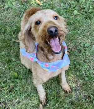 CLOVER -  Poodle and Mixed Breed Dog for Adoption - CLOVER | PetCurious