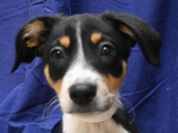 Todd -  Mcnab and Border Collie Dog for Adoption in Portland, Oregon - Todd | PetCurious