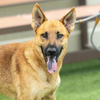 Rescue German Shepherd Dog and Mixed Breed Dogs for Adoption in Camarillo, California - WESTON | PetCurious