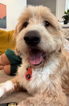 Jeff/Efes -  Terrier and Poodle Dog for Adoption in Kirkland, Washington - Jeff/Efes | PetCurious