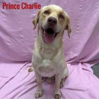 Prince Charlie -  Labrador Retriever Dog for Adoption in Pleasantville, New Jersey - Prince Charlie | PetCurious