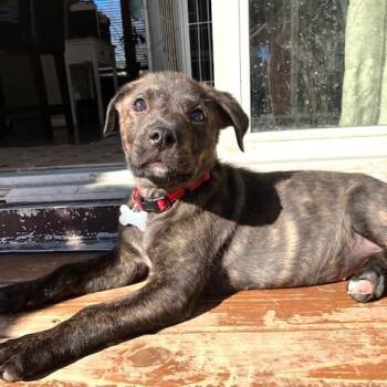 Pit Bull Terrier and Rottweiler Dogs Available for Adoption in Madison, Wisconsin - Jupiter (bonded With Lewis) | PetCurious