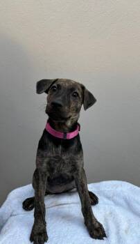 Dorella -  Boxer and Shepherd Dog for Adoption in Albion, New York - Dorella | PetCurious