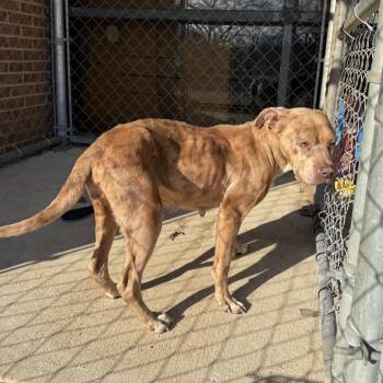 Pit Bull Terrier Dogs Available for Adoption - Chloe | PetCurious