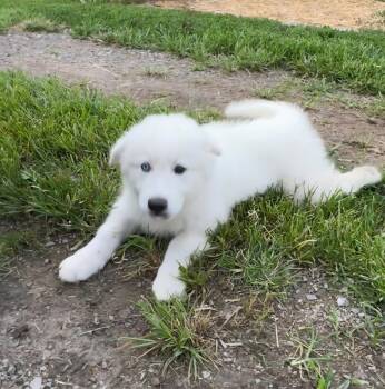 Thor -  Great Pyrenees Dog for Adoption in Liberty Center, Ohio - Thor | PetCurious