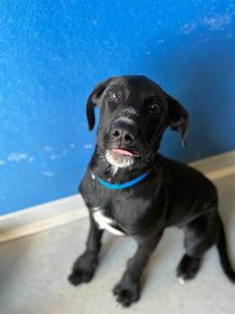 A256292 -  Labrador Retriever and Mixed Breed Dog for Adoption in Visalia, California - A256292 | PetCurious