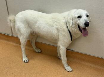 Great Pyrenees Dogs Available for Adoption in Martinez, California - POGO | PetCurious