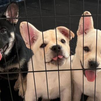 Abu -  French Bulldog and German Shepherd Dog Dog for Adoption in West Palm Beach, Florida - Abu | PetCurious
