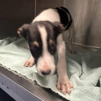 Madden -  Mixed Breed Dog for Adoption in Greensboro, North Carolina - Madden | PetCurious
