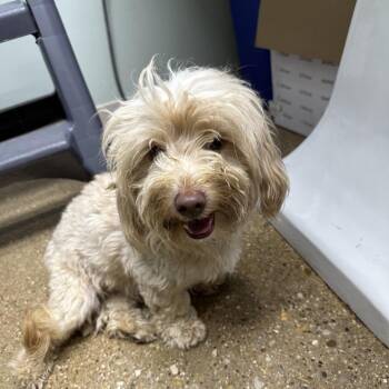 Winnie -  Mixed Breed Dog for Adoption in Skokie, Illinois - Winnie | PetCurious