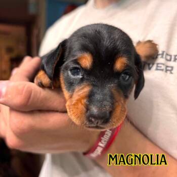 Magnolia Crow -  Dachshund Dog for Adoption in San Antonio, Texas - Magnolia Crow | PetCurious