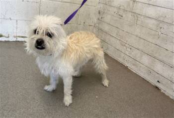 Rescue Terrier Dogs for Adoption in San Bernardino, California - HASHBROWN | PetCurious