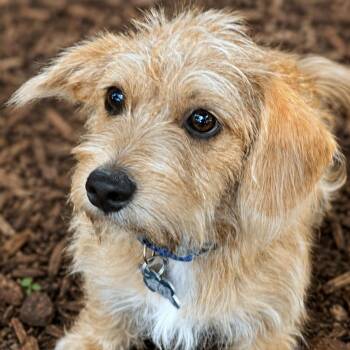 Henry -  Cairn Terrier and Wirehaired Terrier Dog for Adoption in Boerne, Texas - Henry | PetCurious