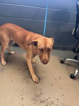Rescue Labrador Retriever Dogs for Adoption in Tallahassee, Florida - CARTER | PetCurious