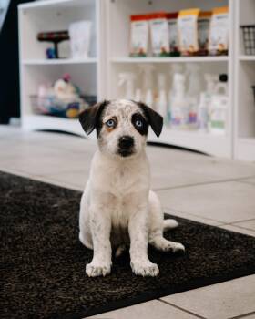 Husky and Cattle Dog Dogs Available for Adoption - Poppy | PetCurious