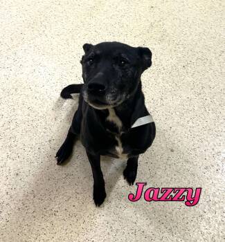 Jazzy -  Terrier Dog for Adoption in Muncie, Indiana - Jazzy | PetCurious