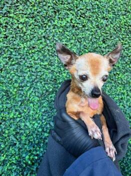Chihuahua and Mixed Breed Dogs Available for Adoption - 60162621 | PetCurious