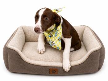 Australian Shepherd and Mixed Breed Dogs Available for Adoption in Fort Lauderdale, Florida - POSSUM | PetCurious