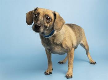 BETSY -  Dachshund Dog for Adoption in Phoenix, Arizona - BETSY | PetCurious