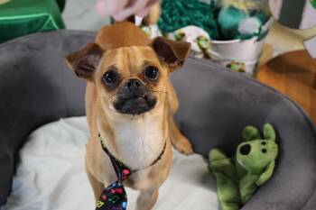 Rescue Pug and Chihuahua Dogs for Adoption in Richmond, Texas - Portland | PetCurious