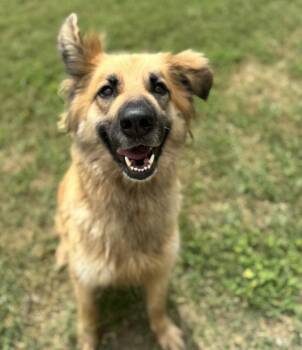 Collie and Shepherd Dogs Available for Adoption in Houston, Texas - Daphne | PetCurious