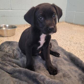 PB&J 0673 -  Labrador Retriever and Mixed Breed Dog for Adoption in Loxahatchee Groves, Florida - PB&J 0673 | PetCurious