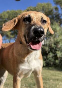 Rescue Retriever and Mixed Breed Dogs for Adoption in San Antonio, Texas - Nala | PetCurious