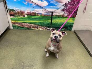 Staffordshire Bull Terrier and Mixed Breed Dogs Available for Adoption in Moreno Valley, California - A550697 | PetCurious
