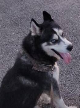 Rescue Siberian Husky Dogs for Adoption in Washington Court House, Ohio - Tank | PetCurious