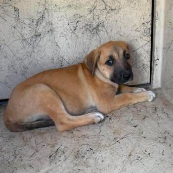 Taylor 26-05-169 -  American Staffordshire Terrier Dog for Adoption in Bastrop, Texas - Taylor 26-05-169 | PetCurious