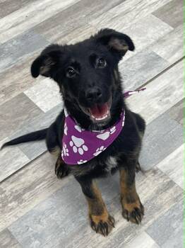 German Shepherd Dog and Shepherd Dogs Available for Adoption in Muskego, Wisconsin - Bella The Shepherd Mix Puppy | PetCurious