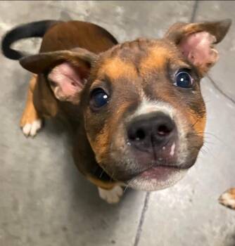 Ellie -  Mixed Breed Dog Available for Adoption in Henderson, North Carolina - Ellie | PetCurious