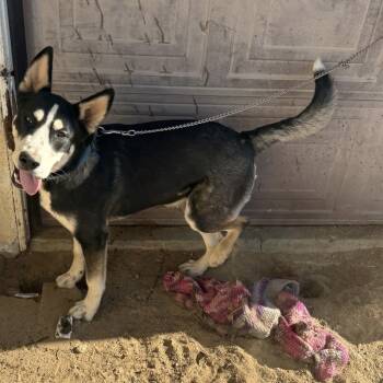 Rescue Mixed Breed Dogs for Adoption in San Diego, California - Dakota | PetCurious