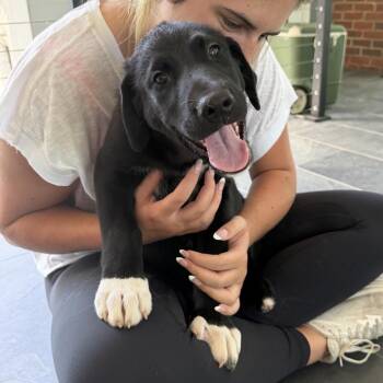 Bryan 22704 -  Great Pyrenees and German Shepherd Dog Dog for Adoption in Cumming, Georgia - Bryan 22704 | PetCurious