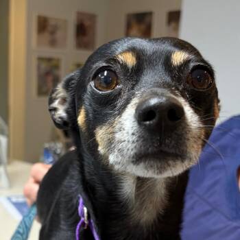 Chucho -  Miniature Pinscher and Chihuahua Dog for Adoption in Scituate, Massachusetts - Chucho | PetCurious