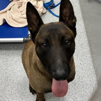 Rio -  Belgian Shepherd Malinois Dog for Adoption in Grand Rapids, Michigan - Rio | PetCurious