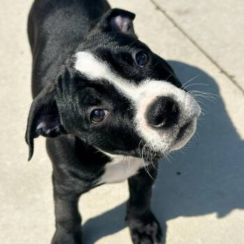 Catwoman -  Mixed Breed Dog for Adoption in Matteson, Illinois - Catwoman | PetCurious