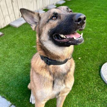 Bedford -  German Shepherd Dog and Akita Dog for Adoption in Abbotsford, British Columbia - Bedford | PetCurious