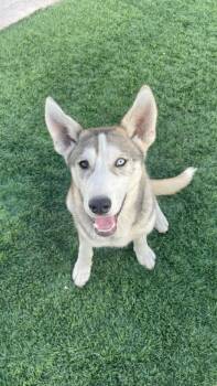 Husky Dogs Available for Adoption in San Diego, California - Frosty | PetCurious