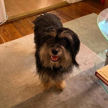 Havanese Dogs Available for Adoption in New York, New York - Olive | PetCurious