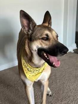 Rescue German Shepherd Dog Dogs for Adoption in Round Rock, Texas - Bailey | PetCurious